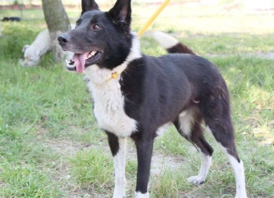 04_Recently_adopted_Coyote