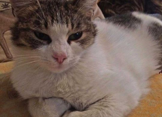 Recently_adopted_Cici