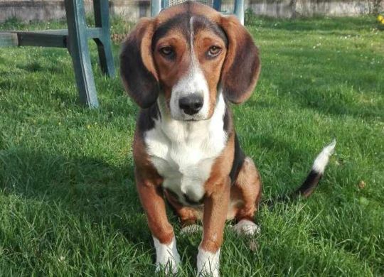 Recently_adopted_Lisa