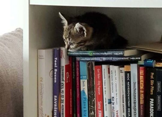 07_Recently_adopted_Flekica