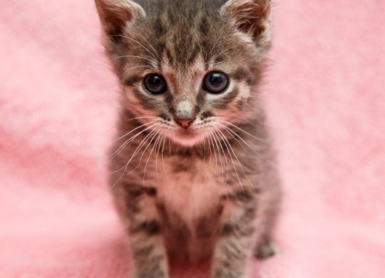 Recently_adopted_Perica