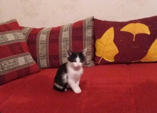09_Recently_adopted_Silvia