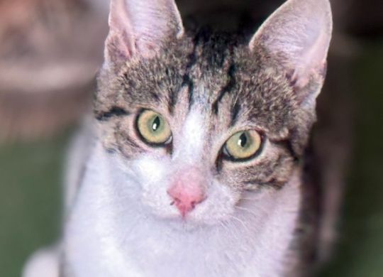 10.2026_Nedavno udomljeni_Hana