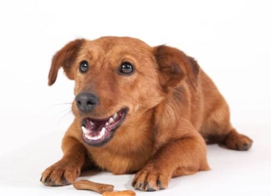 Recently_adopted_Mica