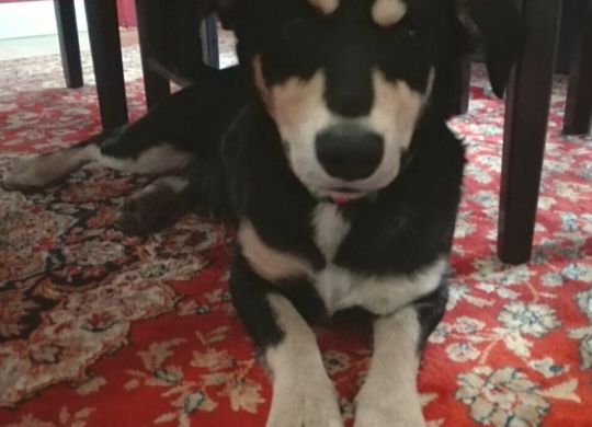 13_Recently_Adopted_Gojko