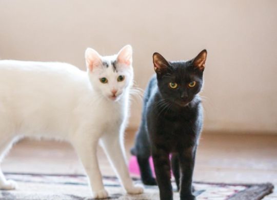 16_17_Nedavno-udomljeni_Juca-i-Buca