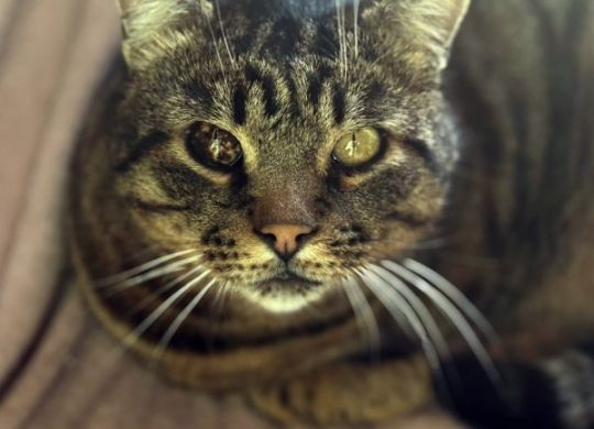 18.2026_Nedavno udomljeni_Zlatibor