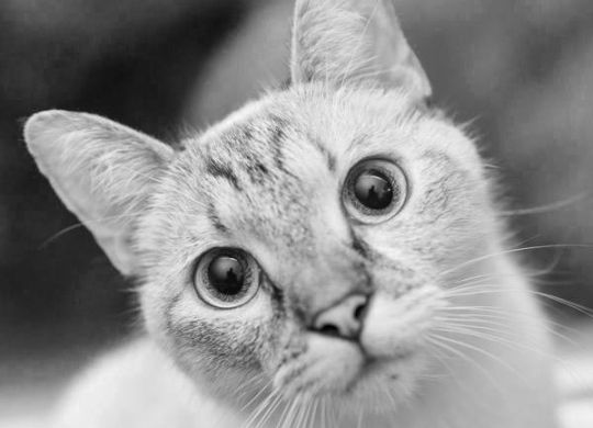 19.2019_Nedavno udomljeni - Kitty