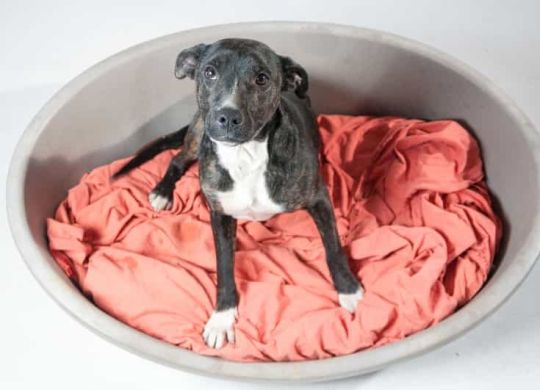Adult_dog_Leni
