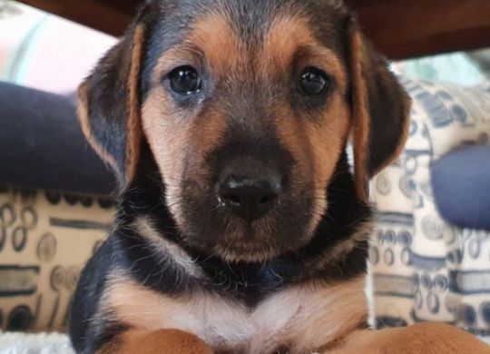 Recently adopted - Alba