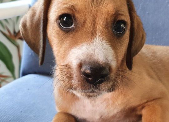 Recently adopted - Allie