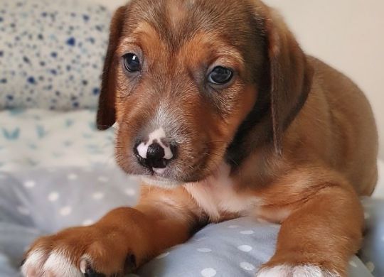 Recently adopted - Archie