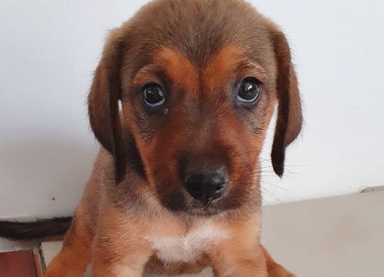 Recently adopted - Aska