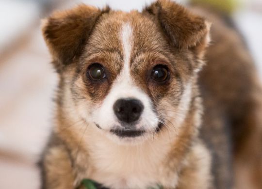 Recently adopted - Bea