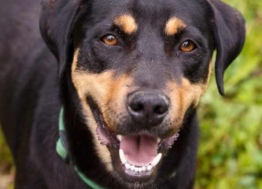 Recently adopted - Black