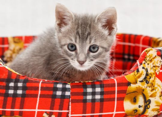 Recently adopted - Blue