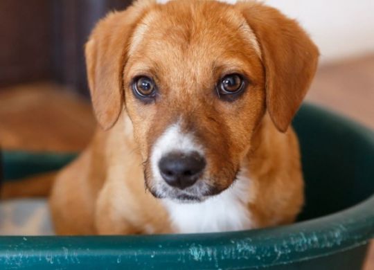 Recently adopted - Bruno