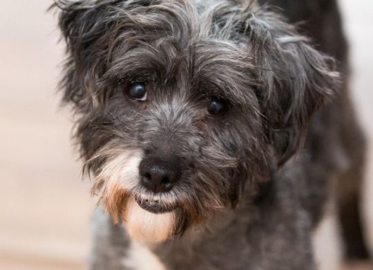 Recently adopted - Charlie