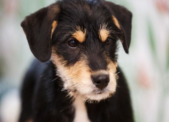 Recently adopted - Phoebe