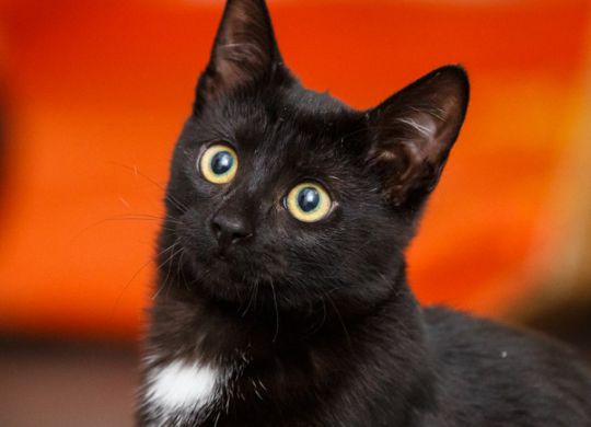 Recently adopted - Hana