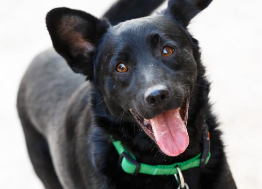 Recently adopted - Ibro