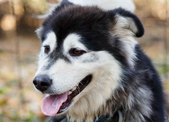 Recently adopted - Lara