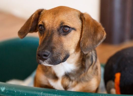 Recently adopted - Leona