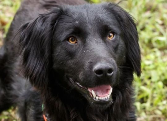 Recently adopted - Lucy