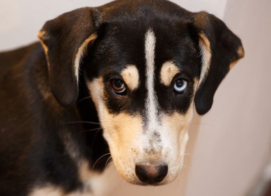 Recently adopted - Meghan