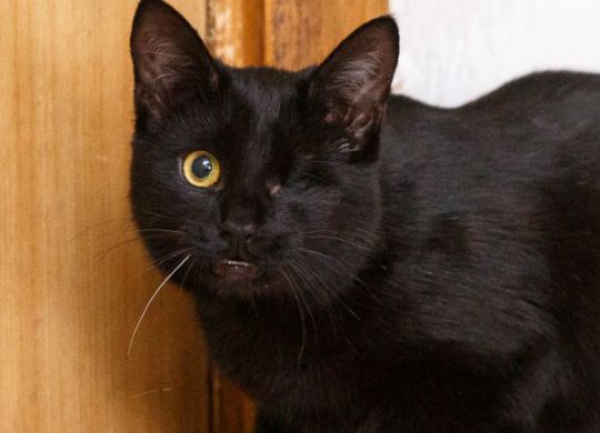 Recently adopted - Mili