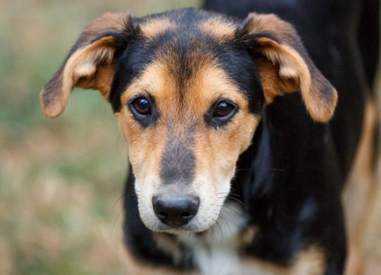 Recently adopted - Misko