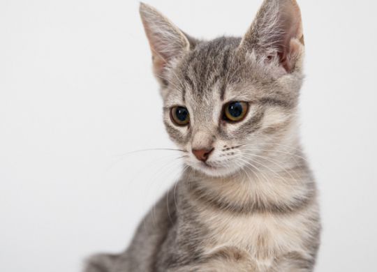Recently adopted - Kathy