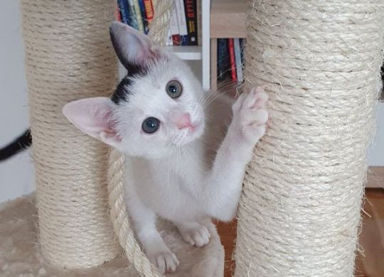Recently adopted - Bianca
