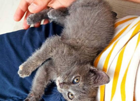 Recently adopted - Cauliflower
