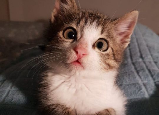Recently adopted - Djura