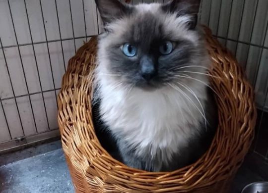 Recently adopted - Dusan