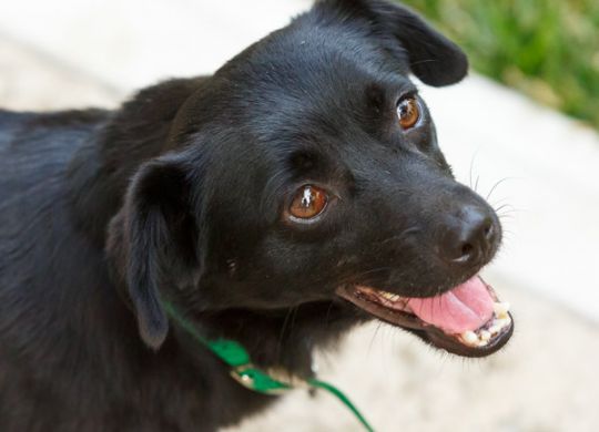 Recently adopted - Garica