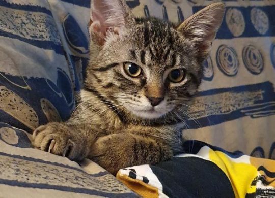 Recently adopted - Gomez