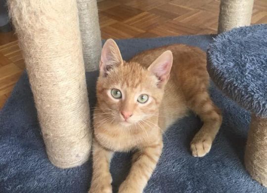Recently adopted - Izzy