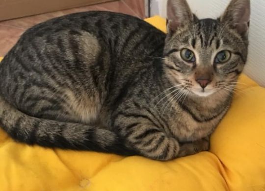 Recently adopted - Kathy
