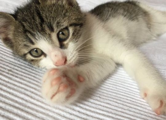 Recently adopted - Lepi