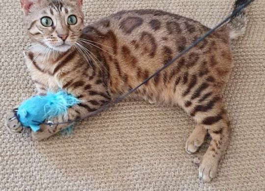 Recently adopted - Magdalena