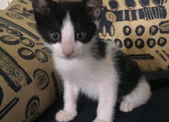 Recently adopted - Mica