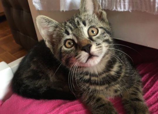 Recently adopted - Mrgi