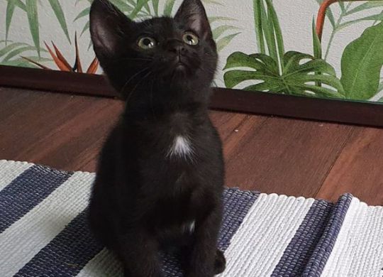 Recently adopted - Nera