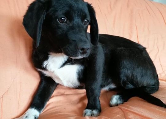 Recently adopted - Oreo