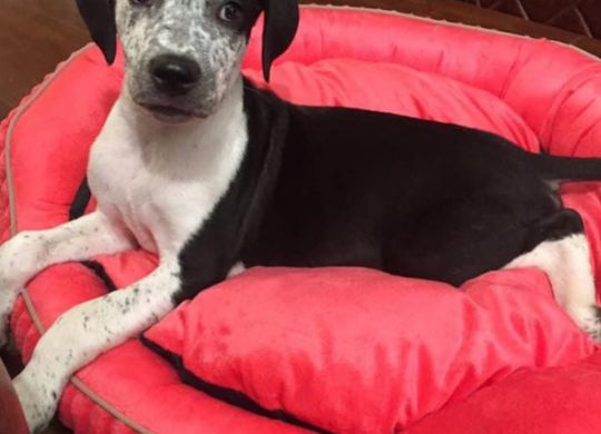 Recently adopted - Spot