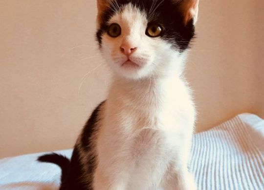 Recently adopted - Tina