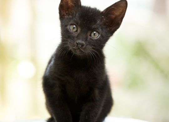 Recently adopted - Durga