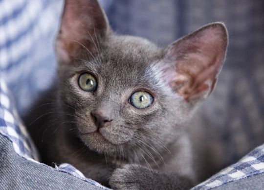 Recently adopted - George